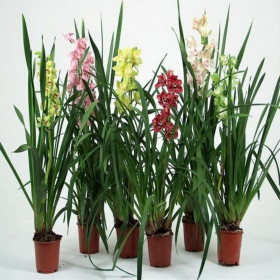 Орхидея Цимбидиум Mix в горшке 14/80 фото