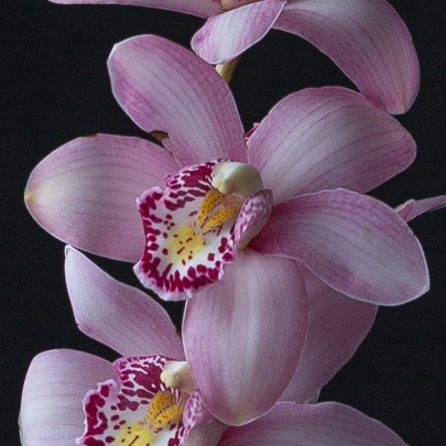 Орхидея Цимбидиум Светло-Розовая (1 цветок) фото