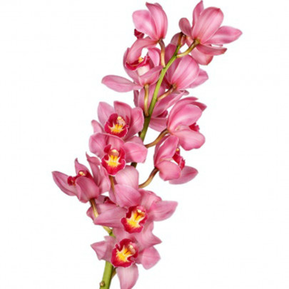 Орхидея Цимбидиум Розовая (ветка) фото