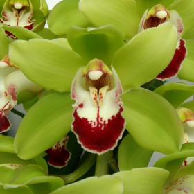 Орхидея Цимбидиум Зеленая фото