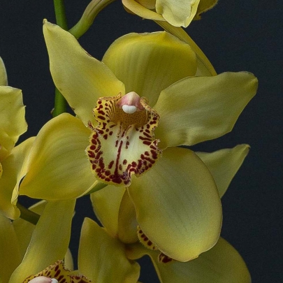 Орхидея Цимбидиум Желтая (1 цветок) фото
