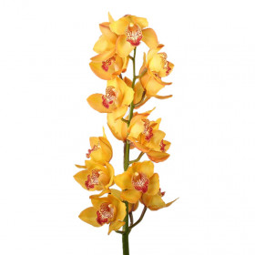 Орхидея Цимбидиум Желтая (ветка) фото