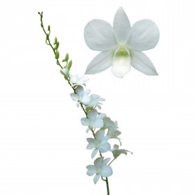 Орхидея дендробиум белая поштучно фото
