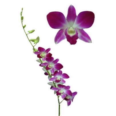 Орхидея Дендробиум Бело-Фиолетовая фото
