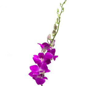 Орхидея дендробиум фиолетовая поштучно фото