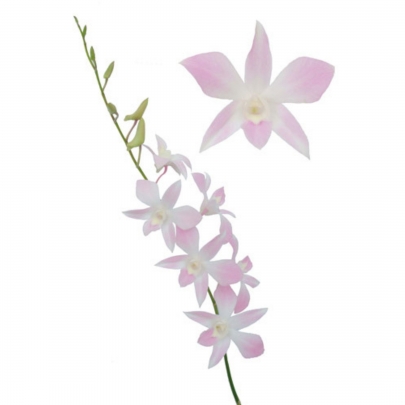 Орхидея Дендробиум Нежно-Розовая фото