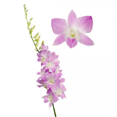 Орхидея Дендробиум Розовая фото