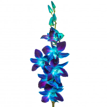 Орхидея Дендробиум Синяя Премиум фото