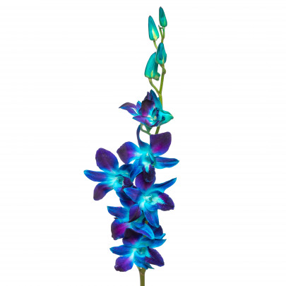 Орхидея Дендробиум Синяя Премиум фото изображение 2