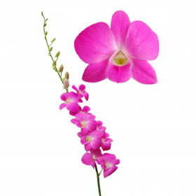 Орхидея Дендробиум Ярко-Розовая фото
