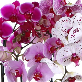 Орхидея Фаленопсис Микс фото