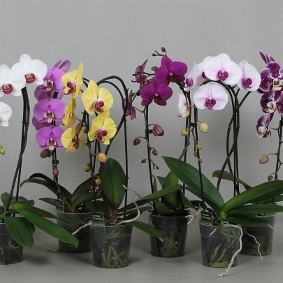 Орхидея Фаленопсис Mix Каскад 12/50 фото