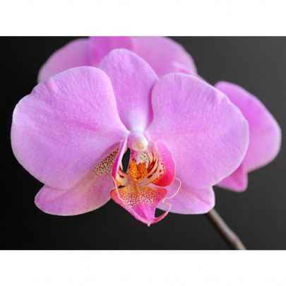 Орхидея Фаленопсис Розовая (1 цветок) фото