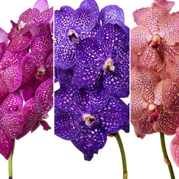 Орхидея Ванда Микс (1 цветок) фото