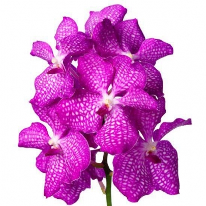 Орхидея ванда розовая фото