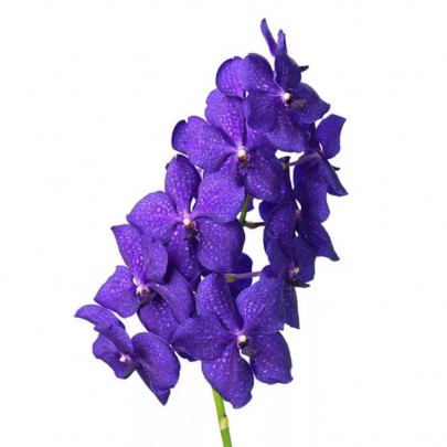 Орхидея Ванда Синяя (1 ветка) фото