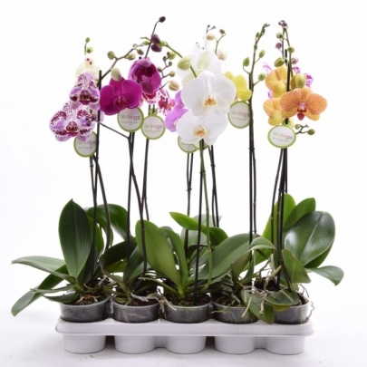 Орхидея Фаленопсис в горшке 12/60 (1 ветка) фото