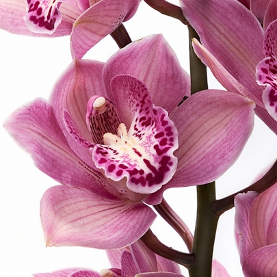 Орхидея Цимбидиум Розовая (1 цветок) фото