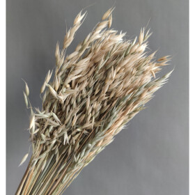 Овес натуральный сухоцвет оптом (1 штука) фото