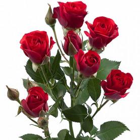 Роза кустовая красная (60 см.) фото
