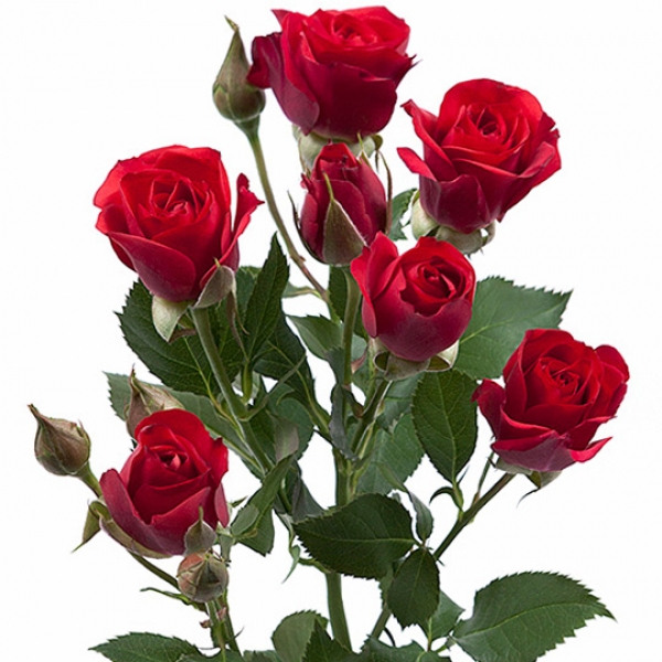 Роза Кустовая Красная (60 см.)