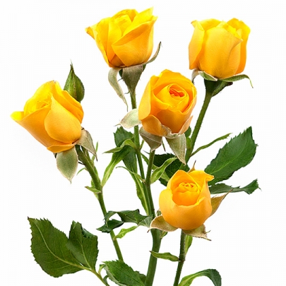Роза Желтая Кустовая (50 см.) фото