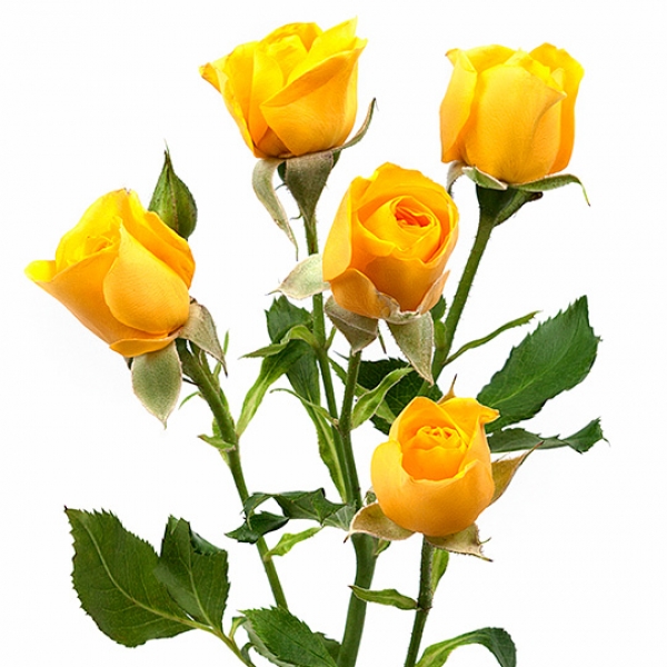 Роза Кустовая Желтая (50 см.)