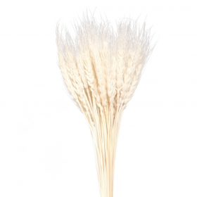 Пшеница Белая с остями сухоцвет оптом (1 штука) фото