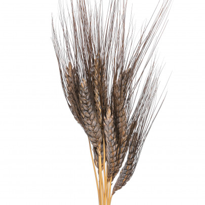 Пшеница Черная сухоцвет (1 колосок) фото