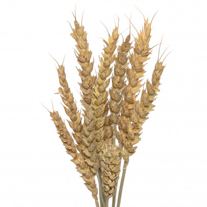 Пшеница натуральная без остей сухоцвет (1 колосок) фото