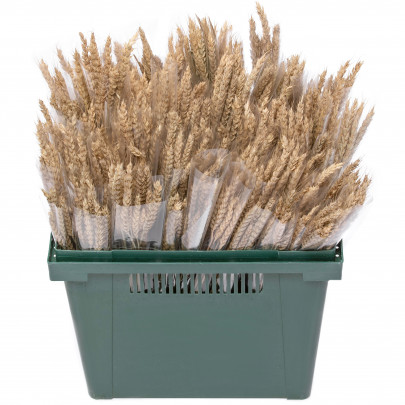 Пшеница Натуральная без остей сухоцвет оптом (1 штука) фото
