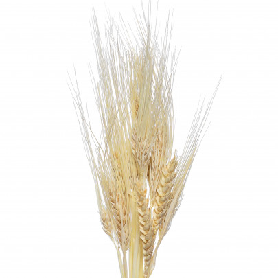 Пшеница натуральная с остями сухоцвет (1 колосок) фото