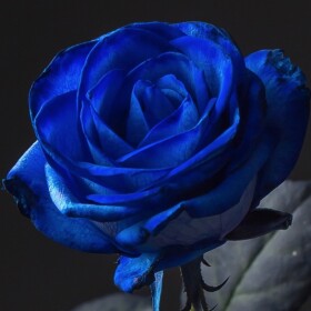 Роза Синяя оптом (60 см.) фото