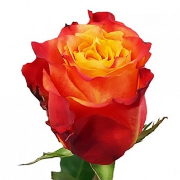 Роза Оранжевая (70 см.)