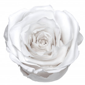 Роза Белая (5-6 см.) стабилизированная фото