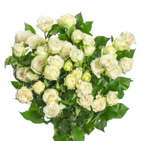 РозаРоза Сноуфлейк 60 см. оптом (1 штука) фото