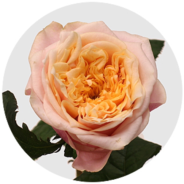 Роза Пионовидная Персиковая (30-40 см.)