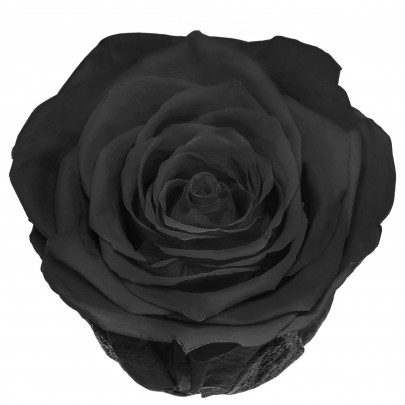 Роза Черная (4-5 см.) стабилизированная фото