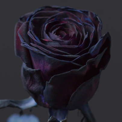 Роза Черная (40 см.) фото