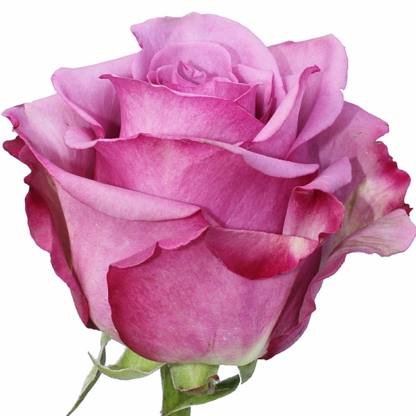 Роза Фиолетовая (70 см.)