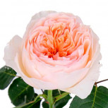 Роза Пионовидная