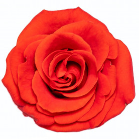 Роза Эль Торо (60 см.)