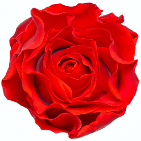 Роза Эль Торо (40 см.)