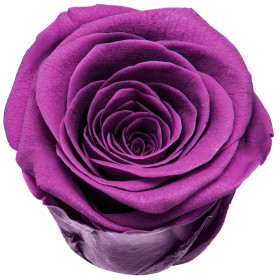 Роза Фиолетовая (4-5 см.) стабилизированная фото