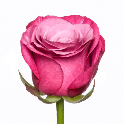 Роза Принц Персии (80 см.) фото изображение 2
