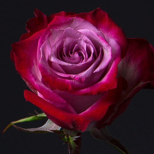 Роза Сиренево-Фиолетовая (60 см.)
