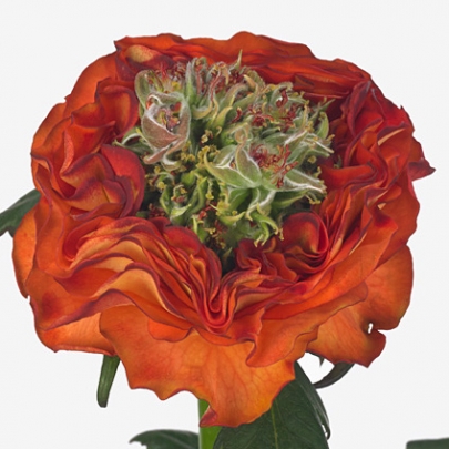 Роза Пушистая Оранжевая (50 см.) фото