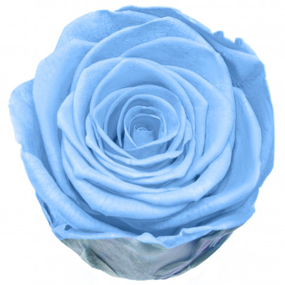 Роза Голубая (5-6 см.) стабилизированная фото