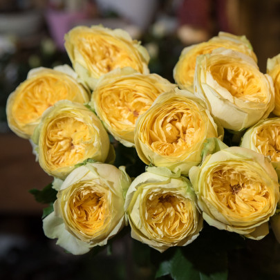 Роза Каталина (60 см.) фото
