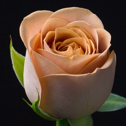 Роза Коричневая (80 см.) фото